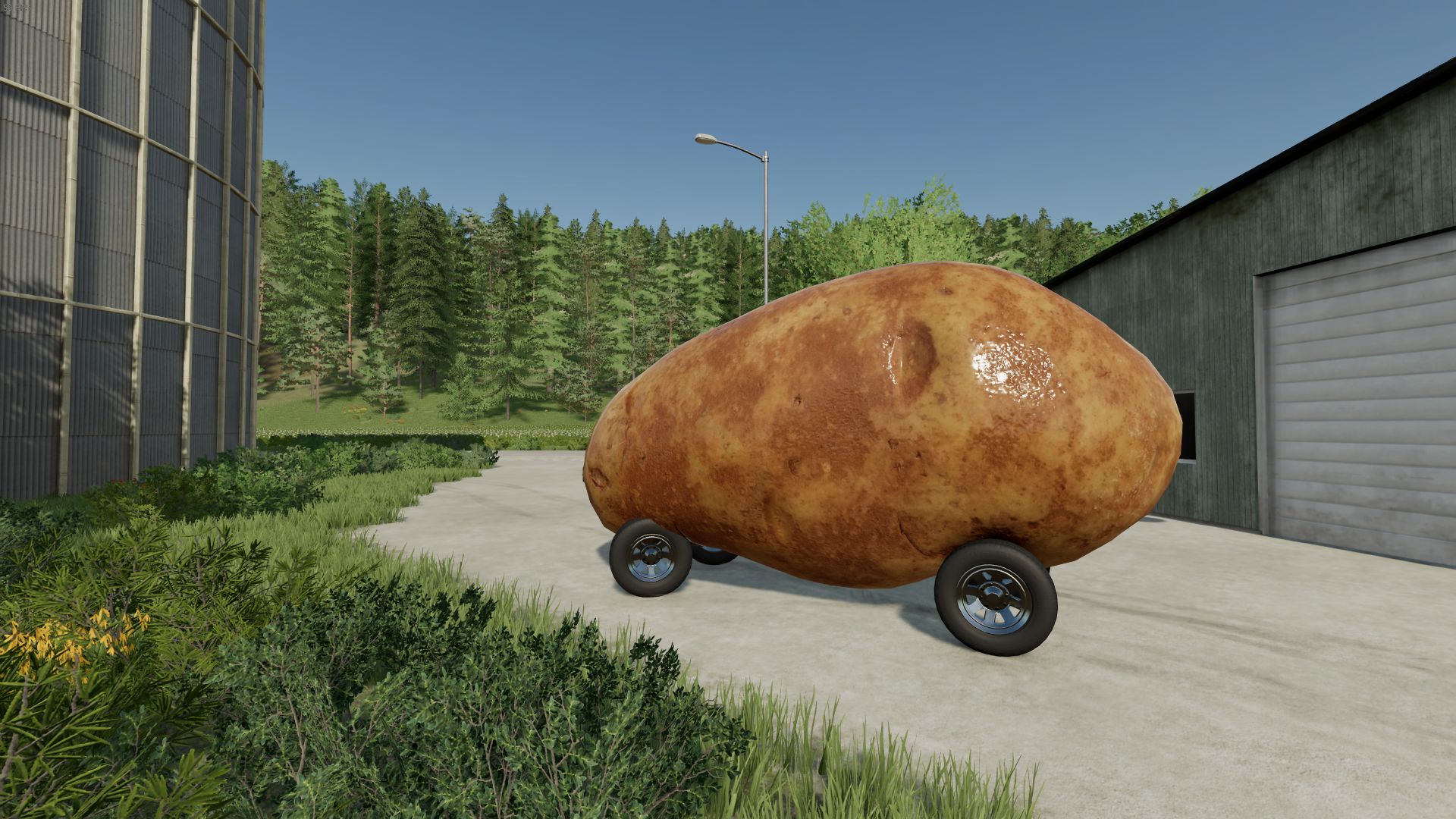 Potato